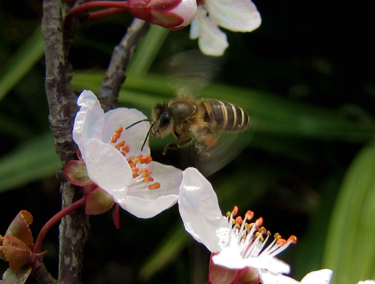 夏季養蜂怎么遮陰（夏季養蜂應該要注意什么）