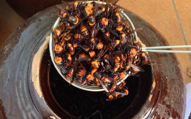 中國(guó)大虎頭蜂可以泡酒喝嗎(虎頭蜂酒的功效) 中國(guó)大虎頭蜂可以泡酒喝嗎(虎頭蜂酒的功效)