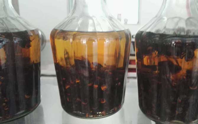 中國(guó)大虎頭蜂可以泡酒喝嗎(虎頭蜂酒的功效) 中國(guó)大虎頭蜂可以泡酒喝嗎(虎頭蜂酒的功效)