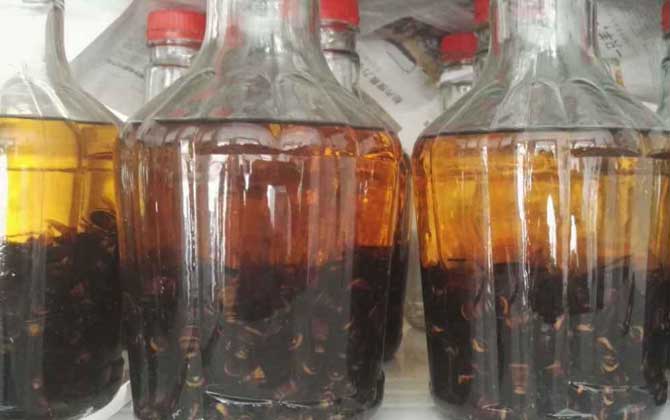 中國(guó)大虎頭蜂可以泡酒喝嗎(虎頭蜂酒的功效) 中國(guó)大虎頭蜂可以泡酒喝嗎(虎頭蜂酒的功效)
