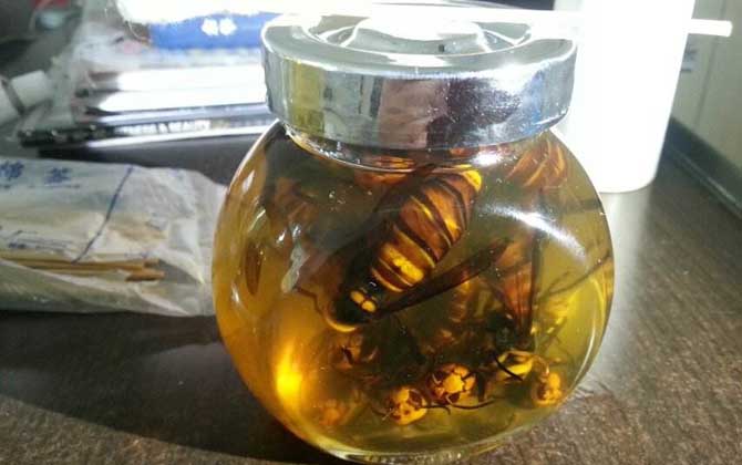 中國(guó)大虎頭蜂可以泡酒喝嗎(虎頭蜂酒的功效) 中國(guó)大虎頭蜂可以泡酒喝嗎(虎頭蜂酒的功效)