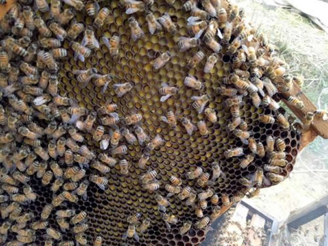 誘蜂高手怎樣誘蜂的？