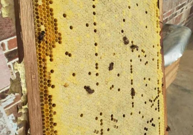 巢礎和巢脾有什么區別(巢脾間距多大合適) 巢礎和巢脾有什么區別(巢脾間距多大合適)