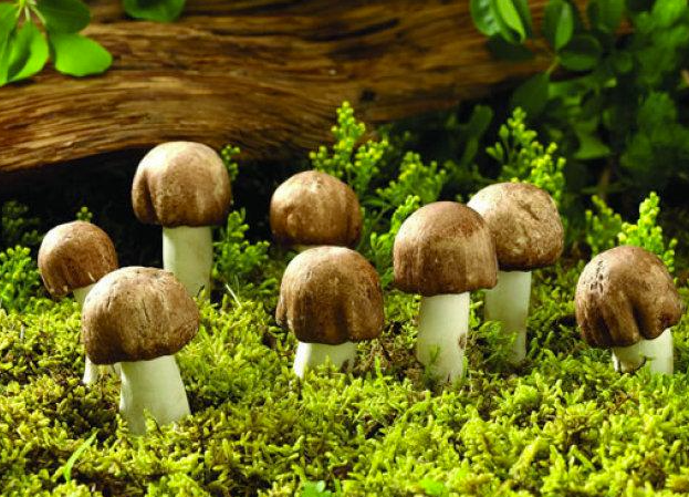 野生蘑菇要慎食，民間流傳下來的“辨別經(jīng)驗(yàn)”并不靠譜