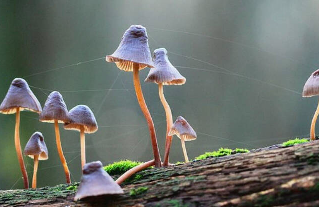 野生蘑菇要慎食，民間流傳下來的“辨別經(jīng)驗(yàn)”并不靠譜