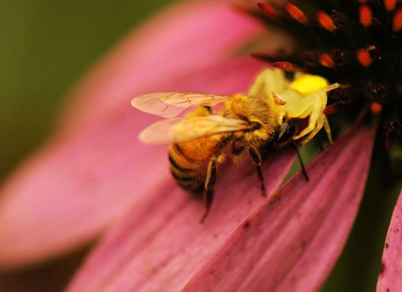 【蜂蛹吃法】蜂蛹怎么吃最好 蜂蛹怎么吃最好