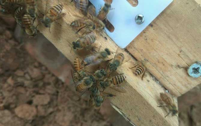 人工分蜂白天好還是晚上好(什么時候分蜂好) 人工分蜂白天好還是晚上好(什么時候分蜂好)