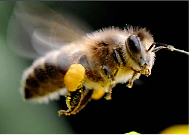 【蜜蜂知識】蜜蜂的生物學特性有哪些？