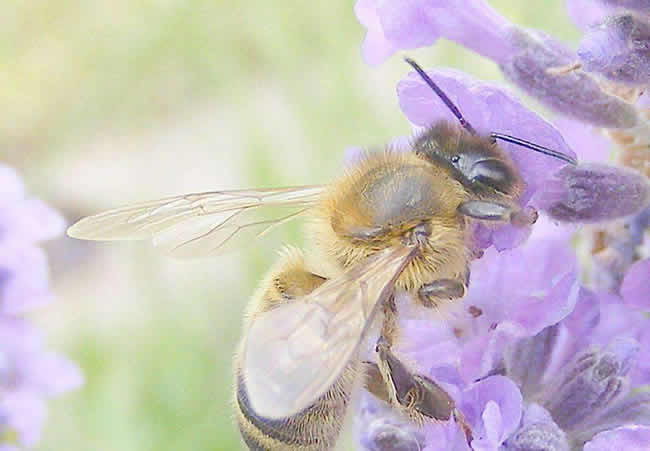 【蜜蜂知識】蜜蜂的生物學特性有哪些？