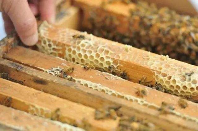 蜜蜂歐洲幼蟲病如何防治？