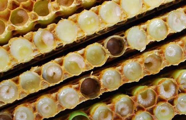 蜜蜂歐洲幼蟲病如何防治？