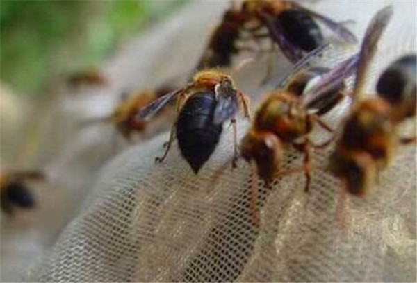 中國大虎頭蜂養(yǎng)殖方法（教你虎頭蜂怎么養(yǎng)殖）