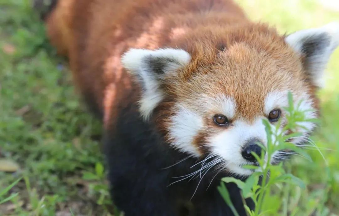 有篝火、有星空！山東私藏的這些自駕露營地景美人少，現在就出發(fā)！