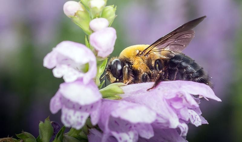 怎樣養殖蜜蜂它才不跑？