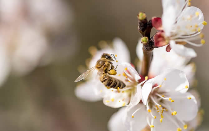 蜂王死了蜂群怎么辦? 蜂王死了怎么辦