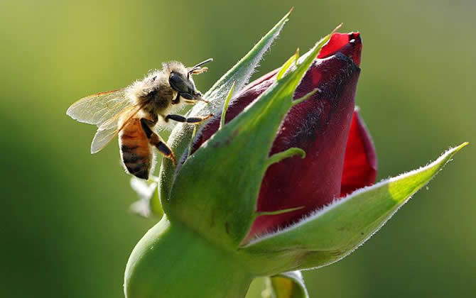 蜂王死了蜂群怎么辦? 蜂王死了怎么辦