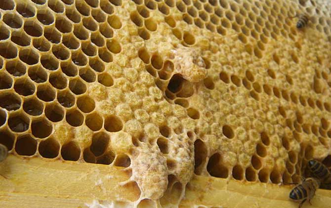 新手養蜂怎樣起王臺？（怎樣讓蜜蜂自己起王臺）