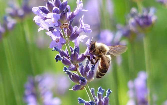 新手如何在家養(yǎng)好蜜蜂？