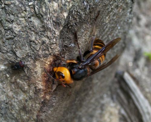 喀爾巴阡蜂的特點(世界上有幾種蜜蜂) 喀爾巴阡蜂的特點(世界上有幾種蜜蜂)