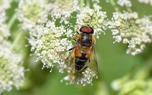 伊犁黑蜂 伊犁黑蜂