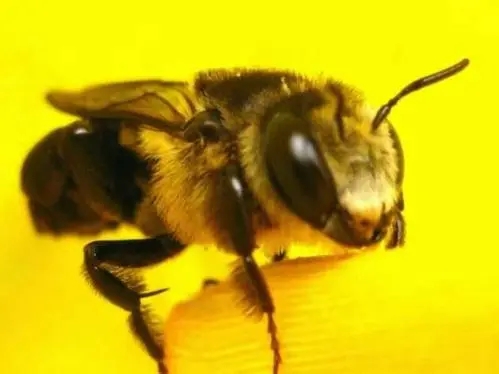 伊犁黑蜂 伊犁黑蜂