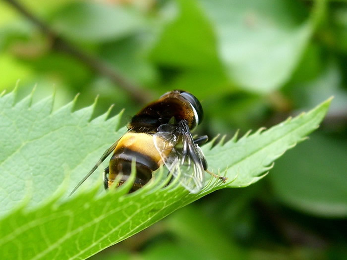 切葉蜂的生活習性 切葉蜂的生活習性