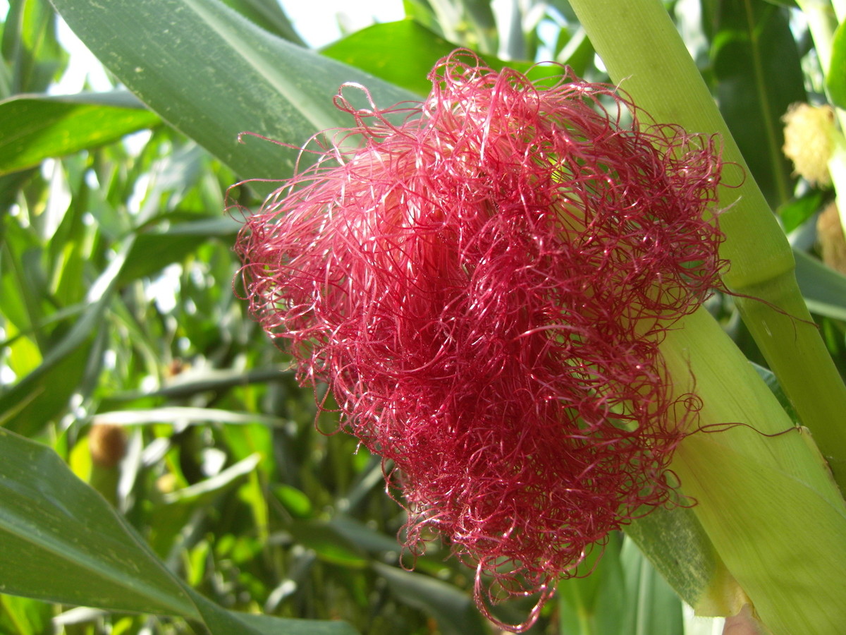 蜜蜂采集玉米花粉有蜜嗎?(玉米產(chǎn)花粉還是花蜜) 蜜蜂采集玉米花粉有蜜嗎?(玉米產(chǎn)花粉還是花蜜)