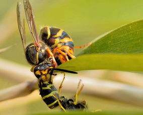 老蜂王產卵后什么時候再交尾(蜜蜂蜂王一生交尾幾次) 老蜂王產卵后什么時候再交尾(蜜蜂蜂王一生交尾幾次)