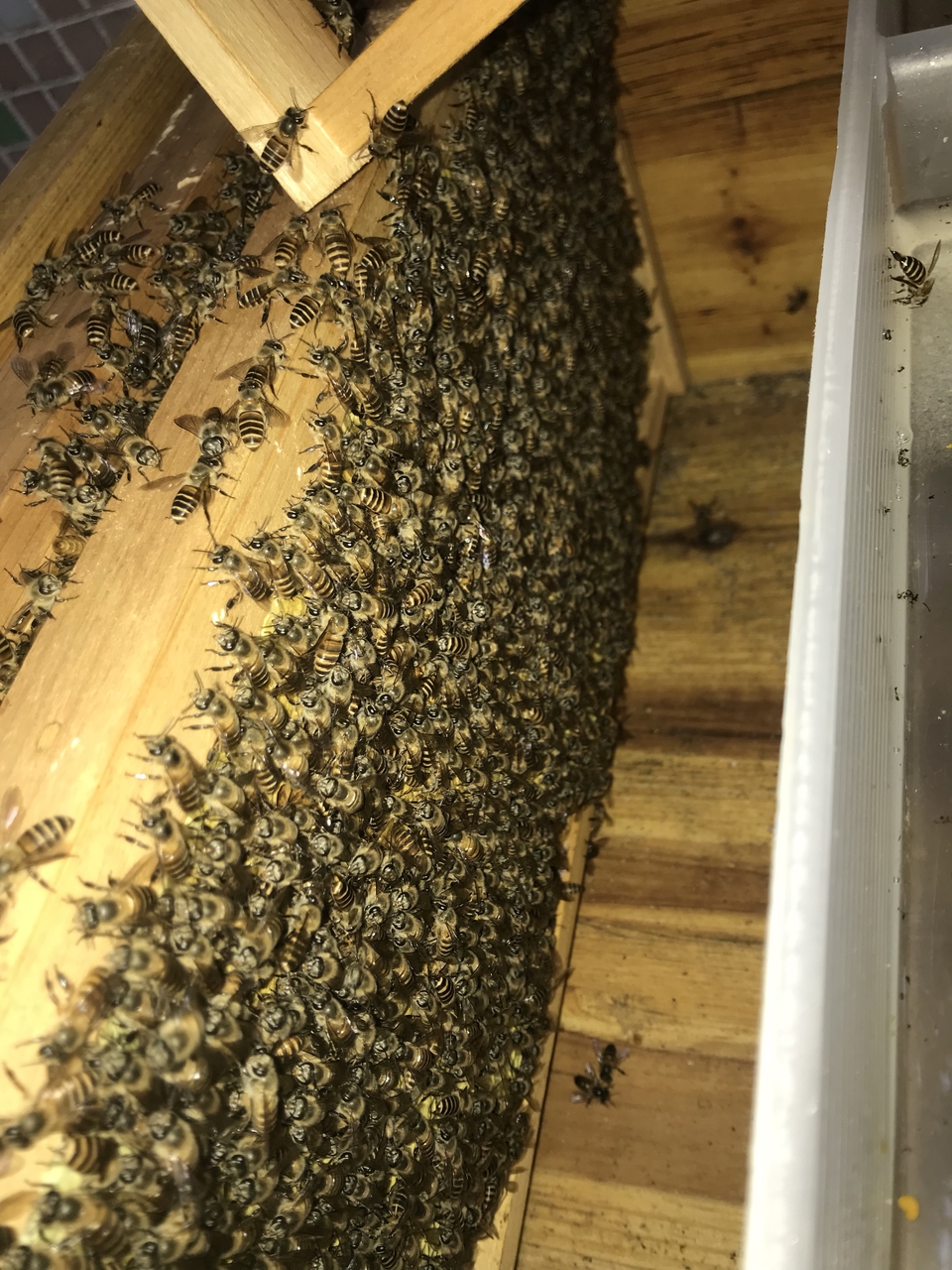 中蜂介入高加索蜂王會怎樣(怎么介入蜂王才能百分百成功) 中蜂介入高加索蜂王會怎樣(怎么介入蜂王才能百分百成功)