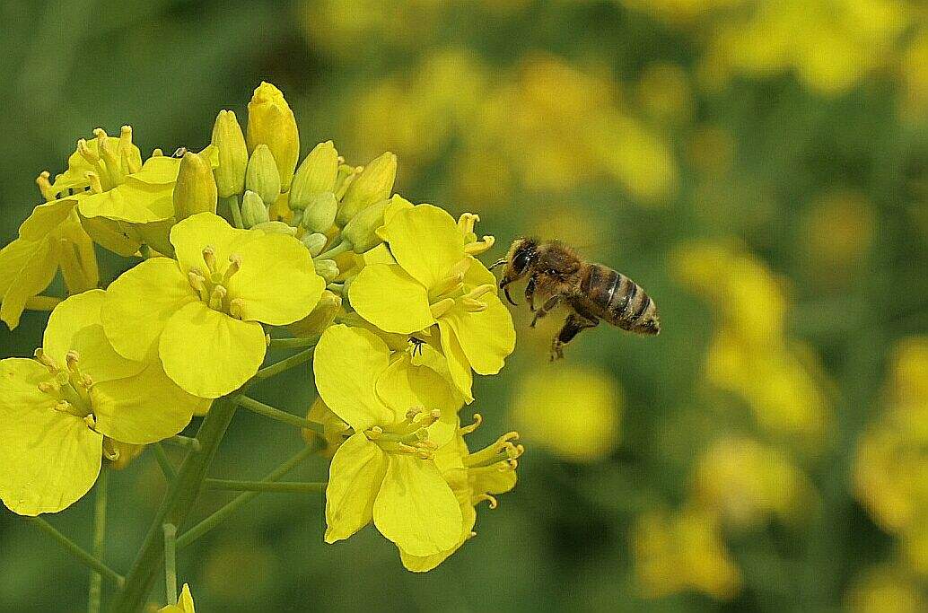 蜜蜂為什么要叫蜜蜂(蜜蜂的名稱定義和物種介紹) 蜜蜂為什么要叫蜜蜂(蜜蜂的名稱定義和物種介紹)