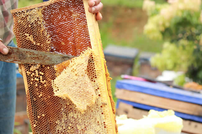 如何在有子脾情況下取蜜？