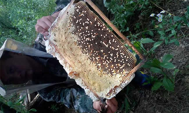 如何在有子脾情況下取蜜？