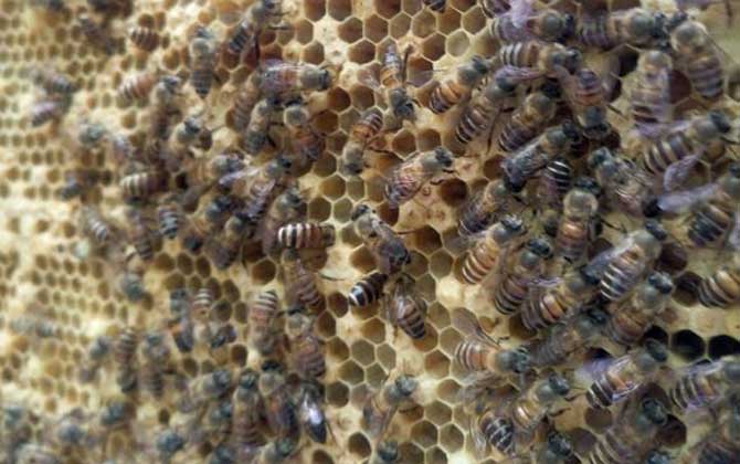 蜂王是蜜蜂的媽媽嗎(蜂王是公的還是母的) 蜂王是蜜蜂的媽媽嗎(蜂王是公的還是母的)