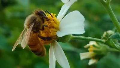 高加索蜂和卡尼鄂拉蜂對比(高加索蜂和卡尼鄂拉蜂的區別) 高加索蜂和卡尼鄂拉蜂對比(高加索蜂和卡尼鄂拉蜂的區別)