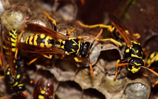 馬蜂蟄了幾個(gè)小時(shí)算安全 馬蜂蟄了幾個(gè)小時(shí)算安全