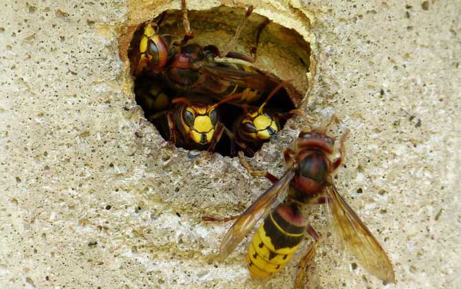 馬蜂蟄了幾個(gè)小時(shí)算安全 馬蜂蟄了幾個(gè)小時(shí)算安全