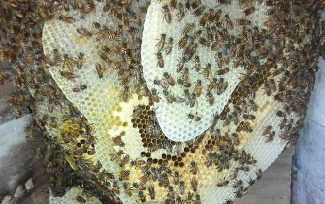 剛收回來的蜜蜂需要關(guān)一天嗎 剛收回來的蜜蜂需要關(guān)一天嗎