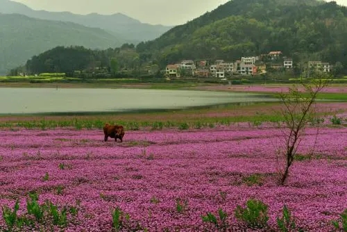 紫云英每畝用多少種子(紫云英種子價格) 紫云英每畝用多少種子(紫云英種子價格)