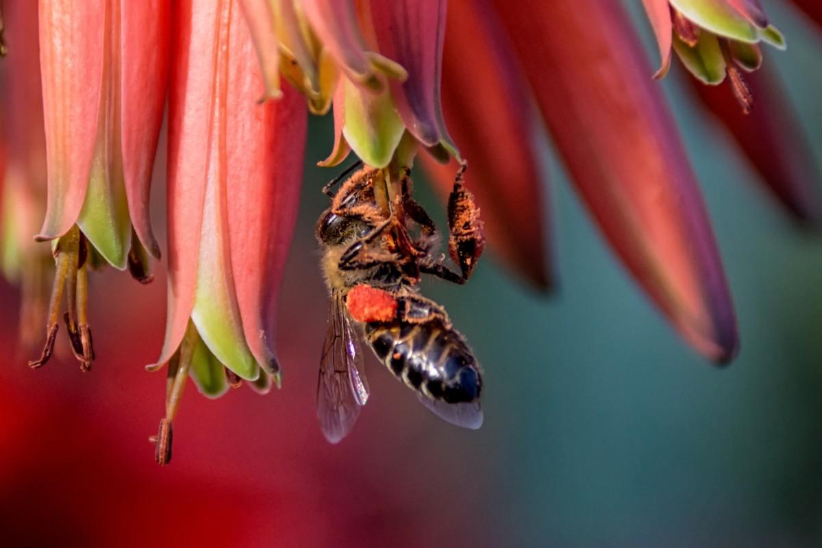南非63只企鵝被蜜蜂蟄死，企鵝不是只在南極嗎？非洲也有？
