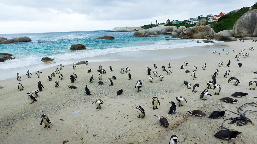 南非63只企鵝被蜜蜂蟄死，企鵝不是只在南極嗎？非洲也有？