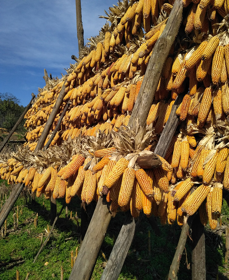 養20窩虎頭蜂一年利潤(養殖二十箱蜜蜂一年收入有多少) 養20窩虎頭蜂一年利潤(養殖二十箱蜜蜂一年收入有多少)