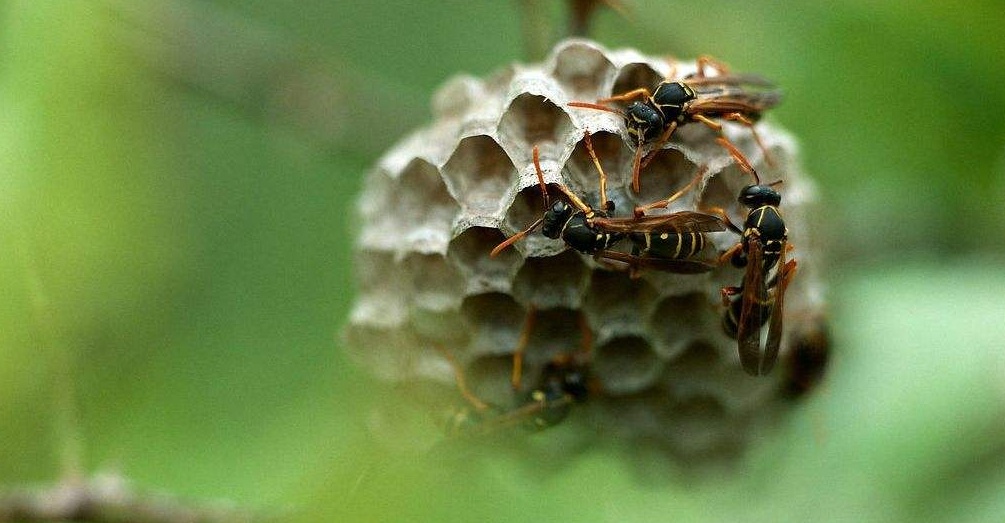蜜蜂是怎么筑巢的? 蜜蜂是怎么筑巢的?