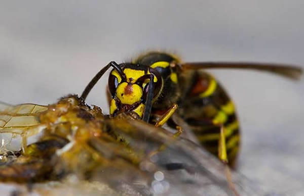 馬蜂蜇人后為什么會不死？被蜇了怎么辦？(附帶緊急處理方法)