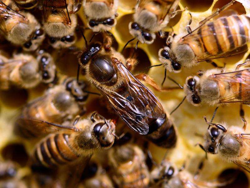蜂群中的蜂王(蜂后)會飛嗎 蜂群中的蜂王(蜂后)會飛嗎