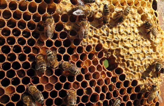 【蜂巢吃法】蜂巢蜜的正確吃法 蜂巢蜜的正確吃法