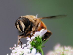 喀爾巴阡蜜和松丹一號誰采蜜好(喀爾巴阡蜂具有哪些特點(diǎn)) 喀爾巴阡蜜和松丹一號誰采蜜好(喀爾巴阡蜂具有哪些特點(diǎn))