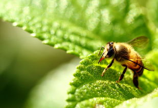 喀爾巴阡蜜和松丹一號誰采蜜好(喀爾巴阡蜂具有哪些特點(diǎn)) 喀爾巴阡蜜和松丹一號誰采蜜好(喀爾巴阡蜂具有哪些特點(diǎn))