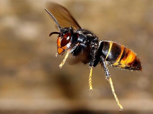 中國大虎頭蜂的毒屬什么性（被虎頭蜂咬了怎么處理？）