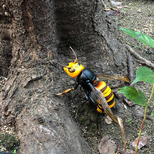 中國大虎頭蜂的毒屬什么性（被虎頭蜂咬了怎么處理？）