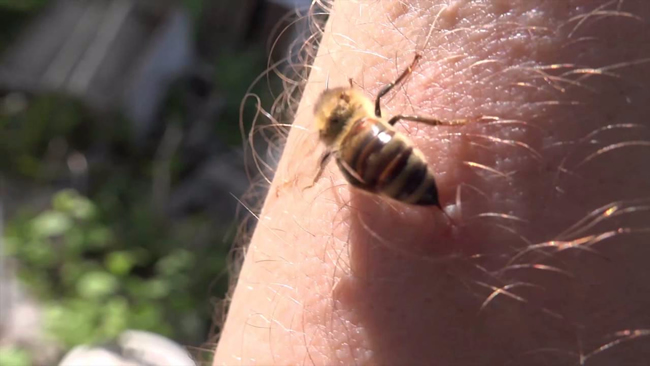 【蜜蜂知識】蜜蜂蟄了如何消腫止癢？